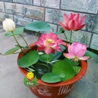 ราคา COD เมล็ดพันธุ์บัวจิ๋ว เมล็ดดอกบัว บรรจุ 20 เมล็ด Lotus Water Lily Seeds Flower Seed บอนสี เมล็ดดอกไม้ เมล็ดบัวแคระ บอนไซ เมล็ดดอกบัวน้ำ บัวจิ๋วญี่ปุ่น บัวแคระญี่ปุ่น พืชไฮโดรโปน (1732378512504358207)