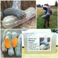 ราคา เมล็ดพันธุ์ ฟักทองเนเปิลยาว (Long of Naples Squash Seed) บรรจุ 10 เมล็ด คุณภาพดี ของแท้ 100% (1729583905934313756)
