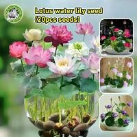 ราคา [COD] [งอกง่าย/COD] เมล็ดพันธุ์บัวจิ๋ว เมล็ดดอกบัว Lotus Water Lily Seeds Flower Seed บอนสี เมล็ดดอกไม้ เมล็ดบัวแคระ บอนไซ เมล็ดดอกบัวน้ำ บัวจิ๋วญี่ปุ่น บัวแคระญี่ปุ่น พืชไฮโดรโป (1731618827234477658)