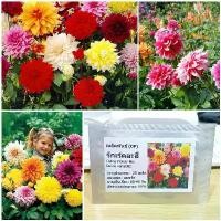 ราคา เมล็ดพันธุ์ ดอกรักเร่คละสี Dahlia Flower Mix Seed บรรจุ 20 เมล็ด ดอกใหญ่ (1729602400253937948)