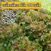 ราคา เมล็ดพันธ์ุสลัดเรดโอ๊ค 100 เมล็ด แบบเคลือบ Red Oak seed (1729605466572426221)