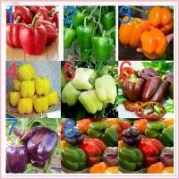 ราคา Lanfyshop2 เมล็ดพันธุ์ พริกหวาน ( Sweet Pepper Seed ) สีแดง,สีเขียว, สีส้ม, สีเหลือง, สีขาว, ฯลฯ มีให้เลือก 8 ชนิดค่ะ สินค้าขายดี (1730203244693260292)