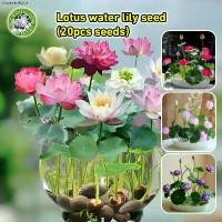 ราคา จัดส่งเฉพาะจุด [งอกง่าย] เมล็ดพันธุ์บัวจิ๋ว เมล็ดดอกบัว Lotus Water Lily Seeds Flower Seed บอนสี เมล็ดดอกไม้ เมล็ดบัวแคระ บอนไซ เมล็ดดอกบัวน้ำ บัวจิ๋วญี่ปุ่น บัวแคระญี่ปุ่น พืชไฮ (1731578496180521343)