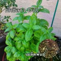 ราคา เมล็ดพันธุ์ผักชีลาว Dill seed 250 เมล็ด (1730865830061312295)