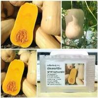 ราคา เมล็ดพันธุ์ ฟักทองบัตเตอร์นัท นาราแกนเซท (Narragansett F1 Butternut Squash Seed) บรรจุ 10 เมล็ด ของแท้ 100% (1730009231824750876)