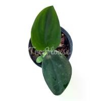 ราคา ปีกนกใบดำ กระถาง 3 นิ้ว (Scindapsus treubii dark form) Pot 3 (1732379048023525214)