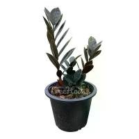 ราคา กวักมรกตดำ กระถาง 8 นิ้ว (มีหัวทุกต้น) (zamioculcas zamiifolia black) Pot 8" (1732242771269552027)