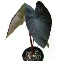 ราคา บอนดำ แบล็คเมจิก กระถาง 6 นิ้ว สูง 20-30ซม. Colocasia Black Magic pot 6 20-30 cm มีบริการเก็บปลายทาง (1731190469793121740)