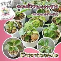ราคา Dorstenia มะพร้าวแคระ/มะพร้าวจิ๋ว/มะพร้าวทะเลทราย/ใบเงิน/ใบกลม/horwoodii กระบองเพชร ไม้อวบน้ำ แคคตัส cactus euphorbia แนะนำ สาร จับ ใบเข้มข้น 24 เดือน ไม่ ผลิตภัณฑ์กำจัดศัตรูพื (1731645398017149703)