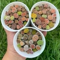 ราคา ไลทอปพอตขาวคละสายพันธุ์ lithops pot mix (1731425820677866778)