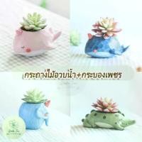 ราคา กระถางต้นไม้ Pot Succulent Cactus กระถางไม้อวบน้ำ กระถางกุหลาบหิน กระถางจิ๋ว กระถางเล็ก ต้นไม้มงคล ปลา (1729567729853565829)