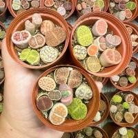 ราคา ไลทอปพอตแดงคละสายพันธุ์ Lithops pot mix (1731425517637043482)