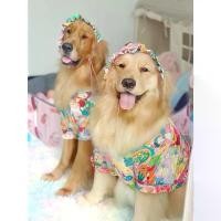 ราคา 【จัดส่งจากประเทศไทย】 #พร้อมส่ง Pajamas ชุดนอนหมาแมว เสื้อหมาโกลเด้น(เสื้อคู่มีบางสี) (1731419888600975303)