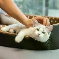 ราคา 【COD/จัดส่งตลอด 24】ลูกกรอกแมว ฤดูหนาว Thicken Cat Dog Kennel Sponge Pad เตียงสัตว์เลี้ยง บ้านสัตว์เลี้ยงที่ถอดออกได้ สุนัขขนาดเล็กนิสัย Pad ลื่นด้านล่างอุปกรณ์สัตว์เลี้ยง (1731374232046830926)