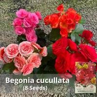 ราคา จัดส่งในกรุงเทพฯ ดอกซ้อน Mixed Colors Malus Spectabilis Flower Seeds for Planting Garden Decor Flowering Plants Seeds ต้นบีโกเนีย Begonia กุหลาบบีโกเนีย หรือ กุหลาบนางฟ้า ชื่อท้อ (1732425949960701846)