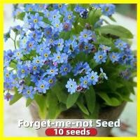 ราคา เมล็ดพันธุ์ อย่าลืมฉัน 10 เมล็ด Forget-me-not Seed Blue Flower Seeds for Planting Ornamental Flowering Plants Seeds Garden Home Decor เมล็ดดอกไม้ บอนสีสวยๆ ต้นไม้ประดับ ดอกไม้ปลู (1731668889071291077)