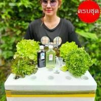 ราคา ชุดปลูกไฮโดรโปนิกส์ครบชุดถูกที่สุด189บ.กล่องโฟมปลูกผักไฮโดรโปนิกส์ทุกระบบผักสลัดผักไทยปุ๋ยไฮโดรโปนิกส์ ดินปลูก Potting soil (1731217405751100874)