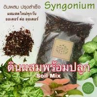 ราคา ดินผสมสูตร 6 - เงินไหลมา ออมเงิน ออมทอง ออมชมพู - Syngonium (Potting mix ready to use) ดินผสมพร้อมใช้ ดินปลูกต้นไม้ Soil Mix (1729606235491830701)