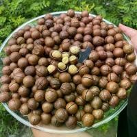 ราคา ยกลัง 10 กิโล แมคคาดีเมีย อบเนย ถั่วแมคคาดีเมีย macadamia nuts butter roasted แมคคาเดเมีย 10 กิโลกรัม (1730917822766025572)