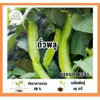 ราคา เมล็ดพันธุ์ถั่วพลู (Betel nuts) บรรจุ 40 เมล็ด (1732271286038071269)