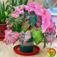 ราคา ปลูกง่าย ปลูกได้ทั่วไทย (100 เมล็ด/ซอง) Assorted Colors Caladium Seeds Thailand Caladium Flower Seeds for Gardening Caladium Plants Seeds กล้วยด่าง เมล็ดดอกไม้ ต้นไม้ด่าง ไม้มงคล (1731438580424608167)