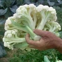 ราคา เมล็ด ปลูกง่าย ปลูกได้ทั่วไทย เมล็ดพันธุ์ กะหล่ำดอก 150 Seeds Premium Cauliflower Seeds for Planting Vegetable Seeds for Gardening Vegetable Plants Seeds เมล็ดพืช ผักสวนครัว ปลูก (1732184805187291202)