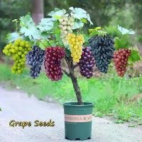 ราคา กิ่งพันธุ์องุ่น เมล็ดพันธุ์ องุ่น เมล็ดพันธุ์ Sweet Grape Seeds for Planting (100 Seeds ) Advanced Fruit Seed Natural Growth Grape Delicious Gardening Fruit Plants เมล็ดพันธุ์ผลไ (1732015867805665346)