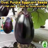 ราคา มะเขือม่วงยักษ์ High Yield Oval Purple Eggplant Seeds Sale (200 Pcs/pack) Purple Giant Eggplant Seeds for Planting Vegetables Seeds for Gardening Organic Vegetable Live Plants Se (1732064279389636674)