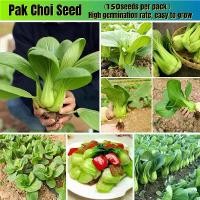 ราคา ผักเบบี้ฮ้องเต้ เมล็ดพันธุ์ 150seeds Pak Choi Seeds for Sale High Quality Vegetable Seeds for Gardening Bonsai Seeds for Planting Vegetables White Bok Choy Seed Vegetables Plants (1732025530158843970)