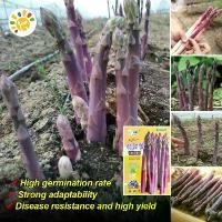 ราคา Sweet Purple Asparagus Seed หน่อไม้ฝรั่งม่วง เมล็ดพันธุ์ อัตรางอกสูง Heirloom Asparagus Vegetable Seeds for Gardening Vegetable Plants Seeds for Planting เมล็ดพันธุ์ผัก เมล็ดหน่อ (1732044839347588067)