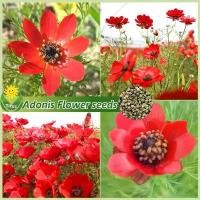 ราคา ปลูกง่ายในประเทศไทย เมล็ดสด100% เมล็ดพันธุ์ อิเหนา บรรจุ 100เมล็ด Adonis Flower Seeds for Planting & Gardening เมล็ดดอกไม้ บอนสีหายาก เมล็ดบอนสี ต้นไม้มงคล บอนสี เมล็ดพันธุ์ดอกไม (1732335241934243981)