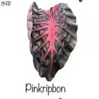 ราคา แนะนำ พิ้งค์ลิปบอน Colocasia Hybrid Pink Ribbon พิ้งค์ริปบอน (1731191721985541657)