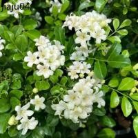 ราคา ขายร้อน แก้วแคระ แก้วแคระพวงมณี ดอกหอม ต้นกระทัดรัด Dwarf Murraya, Orange Jasmine (1731983116537136886)