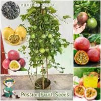 ราคา [50 เมล็ด] ปลูกง่าย เมล็ดสด100% เมล็ดพันธุ์เสาวรส บอนสี (สีแดง, สีเหลือง) Passion Fruit Seeds เมล็ดพันธุ์ เสาวรสหวาน เมล็ดผลไม้ ต้นไม้ผลกินได้ เมล็ดพันธุ์ผัก พันธุ์ไม้ผล บอนไซ ต้ (1729943276010244974)