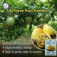 ราคา เสาวรสสีเหลือง ทนร้อน รสหวานอมเปรี้ยว(50เมล็ด/ซอง) เมล็ดพันธุ์ เสาวรส สีเหลือง ผลไม้เสาวรส เมล็ดเสาวรส Yellow Passion Fruit Seeds เมล็ดพันธุ์ แท้ ผลไม้อินทรีย์ ต้นไม้ผลกินได้ ต้น (1730482569850423842)