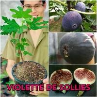 ราคา ต้นมะเดื่อฝรั่ง Violette De Sollies ชำกิ่งสูง 40-50 ซม. ต้นฟิกพันธุ์ Violette De Sollies สายพันธุ์มะเดื่อฝรั่งพร้อมปลูก (1731990441074330571)
