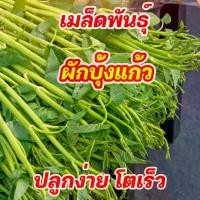 ราคา [COD] สุดคุ้ม ผักบุ้งแก้ว เมล็ดพันธุ์ 1 กิโลกรัม (Thai Water Spinach Seeds) เมล็ดผักบุ้งไทย ผักบุ้งน้ำ ผักบุ้งเย็นตาโฟ ผักบุ้งโอ่ง (1732284508714796041)