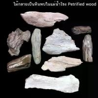 ราคา ไม้กลายเป็นหินค้นพบในแม่น้ำโขง ขนาดใหญ่ Petrified Wood (เลือกได้) (1731146062445906808)