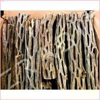 ราคา PVfshop042 Cholla Wood 5inch ซื้อ 3 ชิ้น แถม 1 ชิ้น คัดพิเศษ ขอนไม้บ้านกุ้ง บ้านกุ้งแคระ กุ้งเรดบี บล็อกบัสเตอร์ ขายดีประจำเดือนนี้ มีบริการเก็บ สินค้าขายดี ที่นิยมมากที่สุด (1732271301577444104)