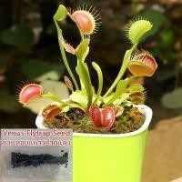 ราคา เมล็ดพันธุ์ 50 PCS กาบหอยแครงปากแดง Mini Venus Flytrap Plant Seeds Bonsai Interesting Flower Seeds (1730134685846440058)