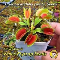 ราคา 50เมล็ด/ซอง สินค้าดี มีคุณภาพ Venus Flytrap Seeds กาบหอยแครงปากแดง เมล็ดบอนสี Fly Trap Funny Plants Seeds Venus Flytrap Plant Seed Carnivorous Flower Seeds เมล็ดดอกไม้ ต้นไม้มงค (1732464814370227673)