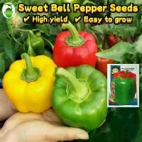 ราคา ผลผลิตสูง 300เมล็ด/ซอง พริกหยวกหวาน พริก High Yield Sweet Bell Pepper Seeds Organic Vegetable Plant Seed Bonsai Seeds เมล็ดพันธุ์ พริกหวาน สีแดง เมล็ดพันธุ์ พริกหวาน เมล็ดพริกหวา (1732486461794125273)