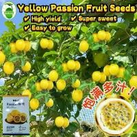 ราคา ผลผลิตสูง 80เมล็ด/ซอง เมล็ดพันธุ์ เสาวรสสีเหลือง Sweet Yellow Passion Fruit Seeds for Planting Fruit Plant เมล็ดพันธุ์เสาวรสสีเหลือง เมล็ดพันธุ์ เสาวรสหวาน ต้นไม้ผลกินได้ เมล็ดพั (1732486487801759193)