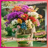 ราคา ปลูกง่าย เมล็ดพันธุ์ ต้นเฟื่องฟ้าแคระ บรรจุ 100 เมล็ด คละสี Dwarf Bougainvillea Plant Seeds Rare Bougainvillea Tree Seeds เมล็ดดอกไม้ เมล็ดบอนสี ต้นไม้มงคล ต้นดอกไม้สวยๆ เมล็ดพัน (1732464699878507993)