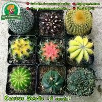 ราคา ราคาถูก ของแท้ 100% ศูนย์รวมเมล็ดแคคตัส แคคตัสราคาถูก Random Cactus Seeds for Planting Flower Seeds Succulents Plants Flower Plant เมล็ดบอนสี เมล็ดแคคตัส ต้นไม้มงคลจิ๋ว ต้นไม้ฟอก (1732464851922683353)