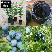 ราคา (1ต้น) ต้น ลูกพรุน ซูเกอร์ Sugar Prune ต้นลูกพรุน ต้นพรุน พรุน / พิสุทธิ์ (1729577627230505301)