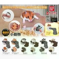 ราคา ขาย (ตัวลับพร้อมส่ง) กาชาปองแฮมเตอร์ เม่นแคระ ชูการ์ไกรเดอร์ Gashapon Bandai Ikimono Encyclopedia Hamster Hedgehog Sugar V.2 (1732305860052551214)