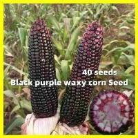 ราคา Black Purple Corn Seed ข้าวโพดข้าวเหนียวดำ เมล็ดพันธุ์ ข้าวโพดขาวม่วง - 40 เมล็ดต่อซอง Waxy Corn Seeds for Planting High Yield Purple Lady Sugar Corn Plants Seeds Garden Bonsai V (1731984813692717256)