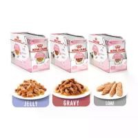 ราคา Box of 12 sachets Royal Canin kitten 4-12 months Royal Canin kitten wet food pouch - texture option available, wet cat food - Jelly, Gravy sauce, Loaf (1730659167277648105)