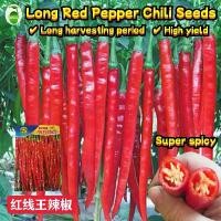ราคา High Yield Red Long Chili Pepper Seeds 300เมล็ด/ซอง เมล็ดพันธุ์ พริกยาว เมล็ดพันธุ์ พริกจินดาแดง Hot Pepper Seeds for Planting Organic Vegetables Seeds เมล็ดพันธุ์ พริกชี้ฟ้า เมล (1732486480771581401)